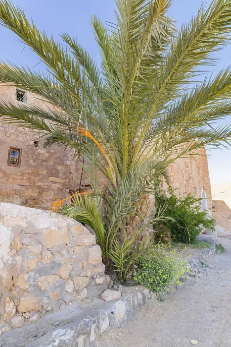 Framed Print : Chenini, Tataouine, Tunisia. Palm tree and stone buildings in the town of Tatouine