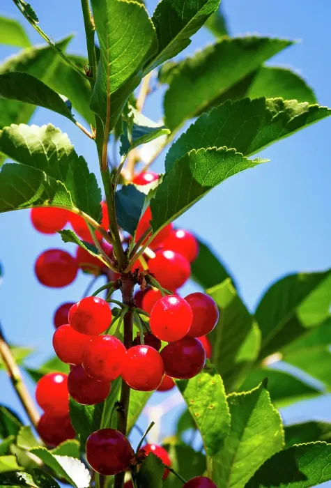 Framed Print : Cherries on the branch, Yakima, Washington State, USA Framed Print : Cherries on the branch, Yakima, Washington State, USA