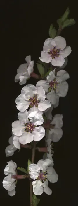 Framed Print : Cherry Blossom
