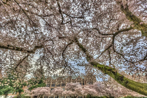 Cherry blossoms in full bloom at University of Washington campus, Seattle, Washington State, USA