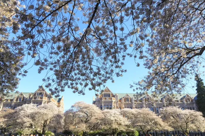 Framed Print : Cherry blossoms in full bloom, University of Washington campus, Seattle, Washington State Framed Print : Cherry blossoms in full bloom, University of Washington campus, Seattle, Washington State