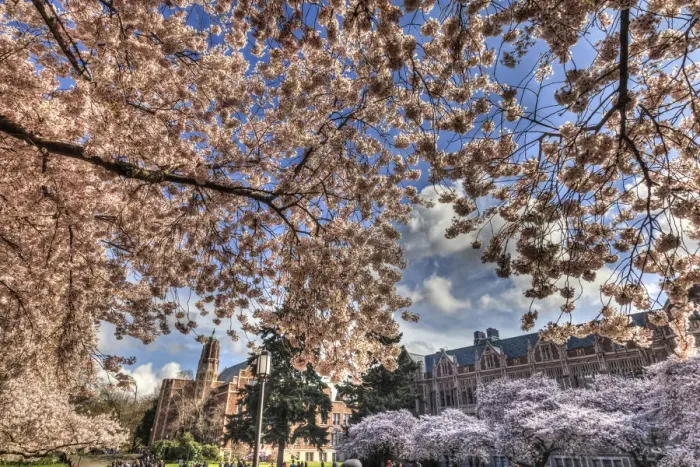Framed Print : Cherry blossoms in peak bloom, spring, University of Washington campus, Seattle, Washington State Framed Print : Cherry blossoms in peak bloom, spring, University of Washington campus, Seattle, Washington State