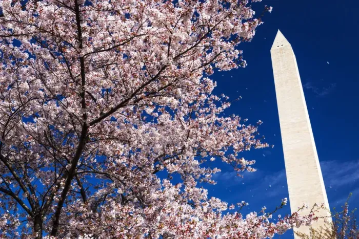 Framed Print : Cherry blossoms under the Washington Monument, Washington, DC USA