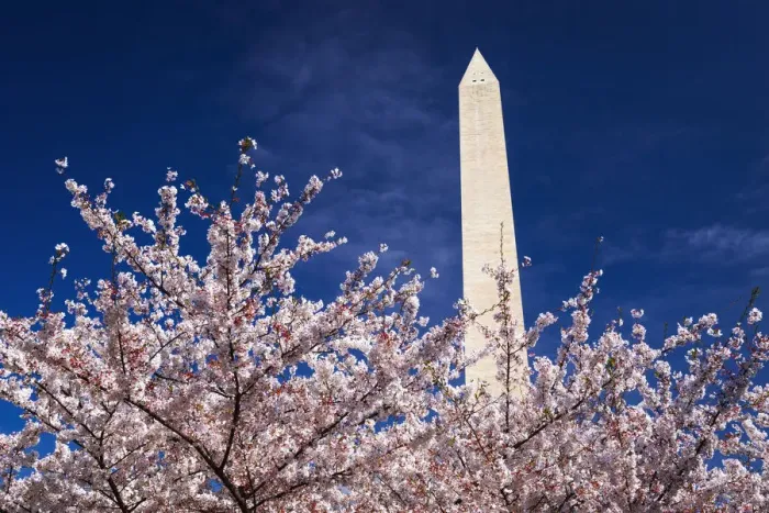 Framed Print : Cherry blossoms under the Washington Monument, Washington, DC USA