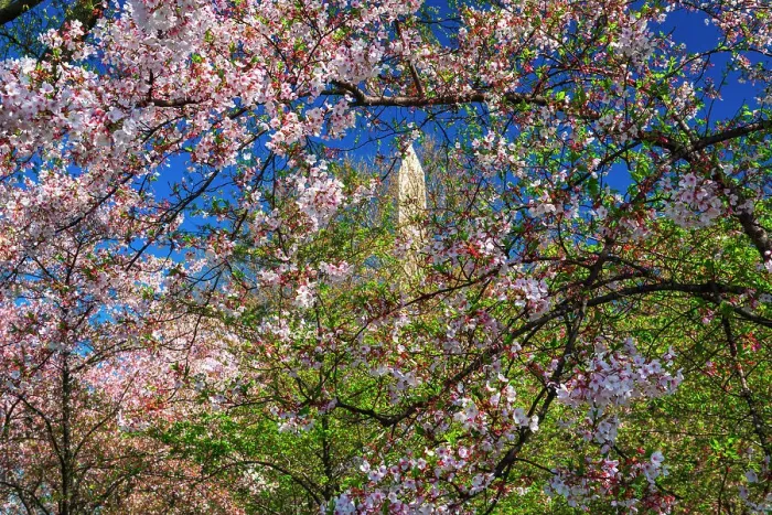 Framed Print : Cherry blossoms under the Washington Monument, Washington, D.C, USA