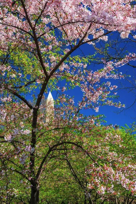 Framed Print : Cherry blossoms under the Washington Monument, Washington, D.C, USA Framed Print : Cherry blossoms under the Washington Monument, Washington, D.C, USA