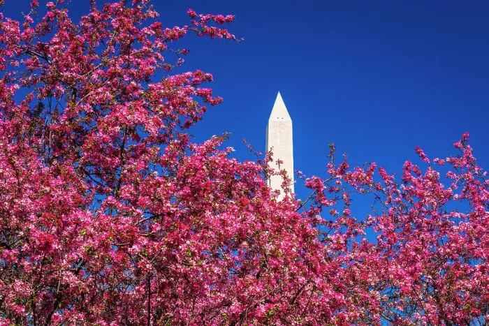 Framed Print : Cherry blossoms under the Washington Monument, Washington, D.C, USA Framed Print : Cherry blossoms under the Washington Monument, Washington, D.C, USA