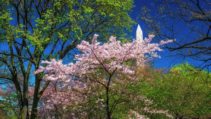 Framed Print : Cherry blossoms under the Washington Monument, Washington, D.C, USA Framed Print : Cherry blossoms under the Washington Monument, Washington, D.C, USA