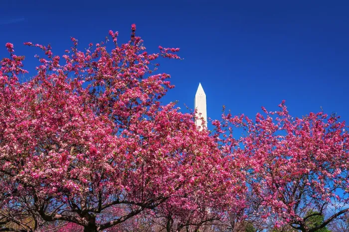Framed Print : Cherry blossoms under the Washington Monument, Washington, D.C, USA Framed Print : Cherry blossoms under the Washington Monument, Washington, D.C, USA