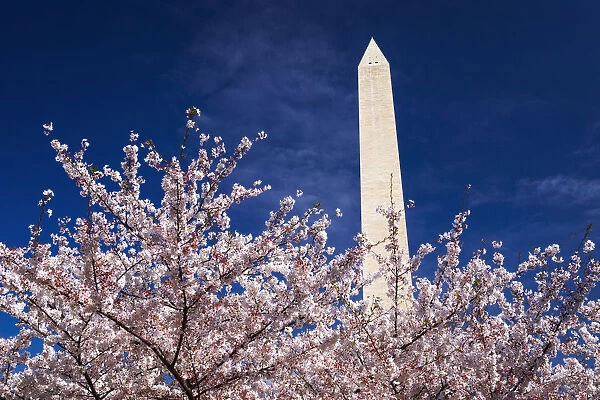 Cherry blossoms under the Washington Monument, Washington, DC USA