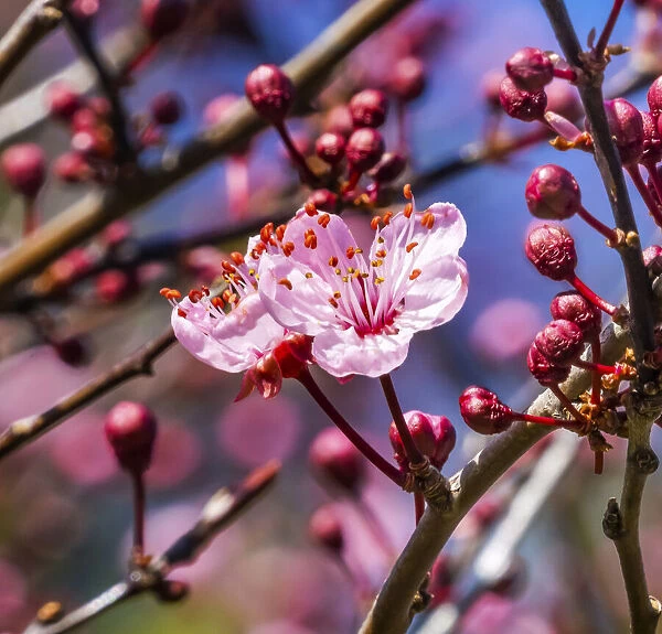Cherry plum blossom flowering, Bellevue, Washington State