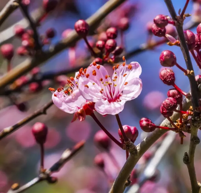 Framed Print : Cherry plum blossom flowering, Bellevue, Washington State