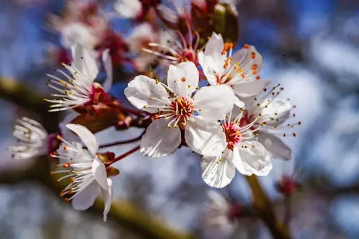 Framed Print : Cherry plum blossom flowering, Bellevue, Washington State Framed Print : Cherry plum blossom flowering, Bellevue, Washington State