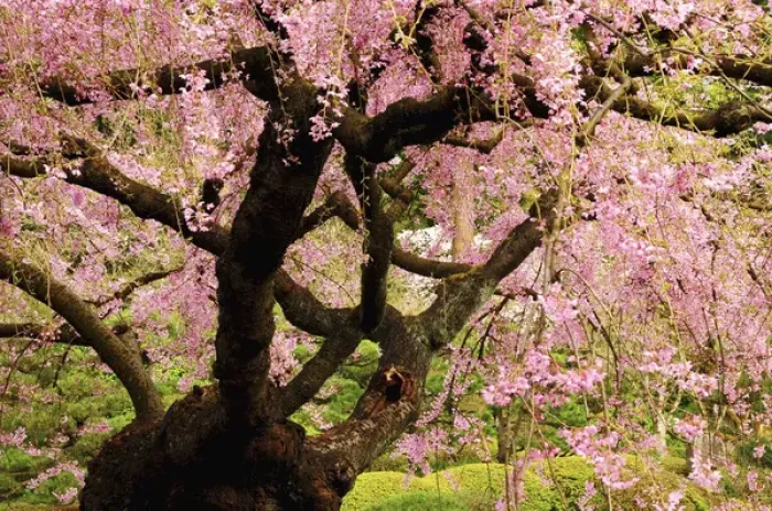 Framed Print : Cherry Tree in Bloom; Portland Japanese Garden; Portland; Oregon; USA Framed Print : Cherry Tree in Bloom; Portland Japanese Garden; Portland; Oregon; USA