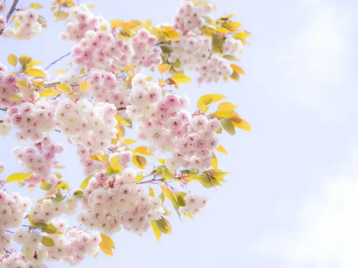 Framed Print : Cherry tree blooming Framed Print : Cherry tree blooming