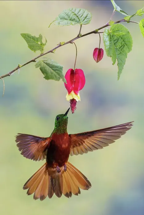 Framed Print : Chestnut-breasted coronet hummingbird foraging, cloud forest, Ecuador Framed Print : Chestnut-breasted coronet hummingbird foraging, cloud forest, Ecuador