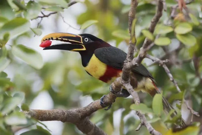 Framed Print : Chestnut-eared aracari with fruit meal Framed Print : Chestnut-eared aracari with fruit meal