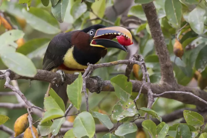 Framed Print : Chestnut-eared Aracari with meal