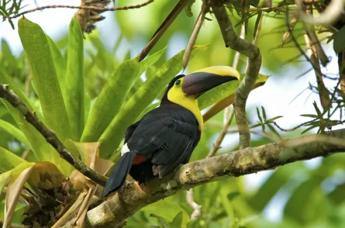 Framed Print : Chestnut-mandibled Toucan (Ramphastos swainsonii) in Costa Rica. The Chestnut-mandibled Toucan Framed Print : Chestnut-mandibled Toucan (Ramphastos swainsonii) in Costa Rica. The Chestnut-mandibled Toucan