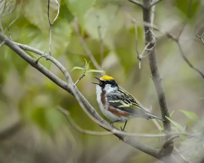 Framed Print : Chestnut-sided Warbler, Dendroica pensylvanica, Magee Marsh Wildlife Area, Oregon, Ohio Framed Print : Chestnut-sided Warbler, Dendroica pensylvanica, Magee Marsh Wildlife Area, Oregon, Ohio