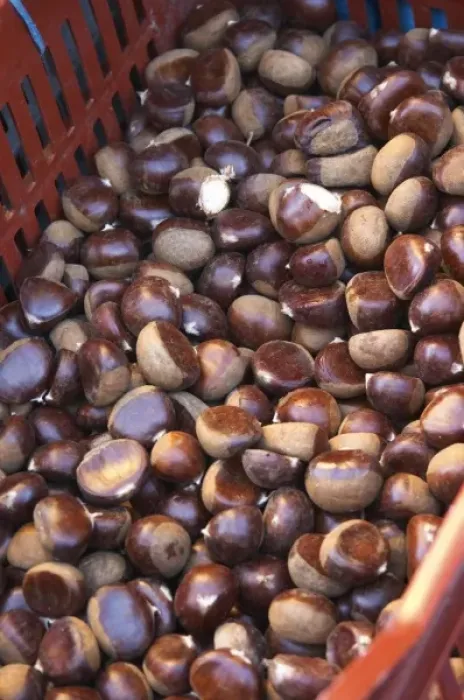 Framed Print : Chestnuts for sale at a market stall at the market in Bergerac in a red and grey plastic basket