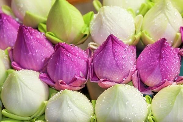 Chiang Mai, Thailand. Purple and white lotus flowers