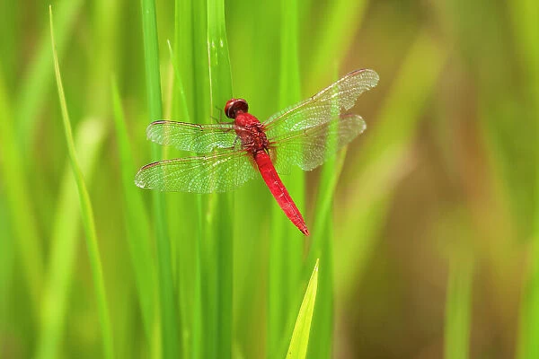 Chiang Mai, Thailand. Red Dragonfly, Orthetrum testaceum, also known as Scarlet Skimmer