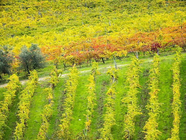Chianti region Autumn colors
