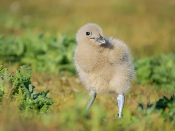 Framed Print : Chick of a Brown Skua or Falkland Skua. Subantarctic, Falkland Islands, Bleaker Island