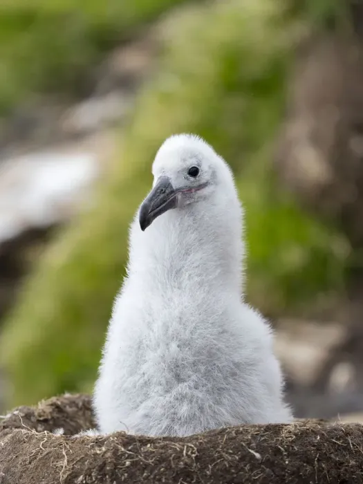 Framed Print : Chick on tower-shaped nest. Black-browed albatross or black-browed mollymawk, Falkland Islands Framed Print : Chick on tower-shaped nest. Black-browed albatross or black-browed mollymawk, Falkland Islands