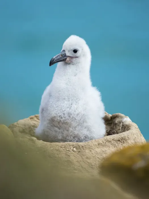 Framed Print : Chick on tower-shaped nest. Black-browed albatross or black-browed mollymawk, Falkland Islands
