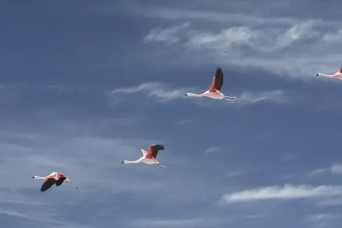 Framed Print : Chiean Flamingos in flight at the Atacama Salt Lake in midday Framed Print : Chiean Flamingos in flight at the Atacama Salt Lake in midday