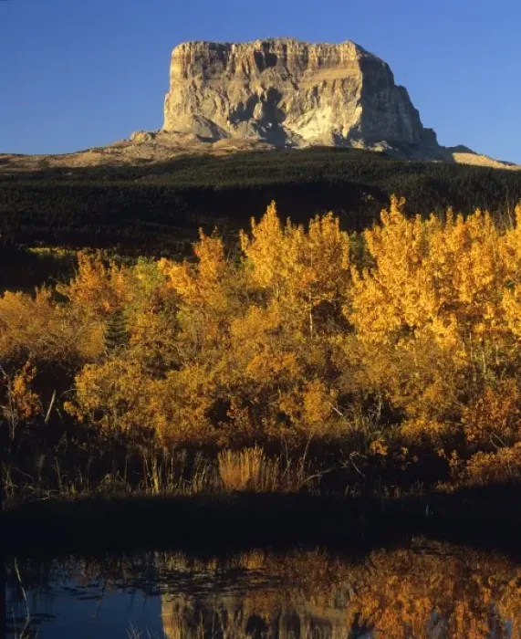 Framed Print : Chief Mountain reflected in a beaver pond in Glacier National Park in Montana Framed Print : Chief Mountain reflected in a beaver pond in Glacier National Park in Montana