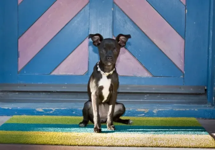 Framed Print : A Chihuahua sitting on a colorful mat in front of a colorful door