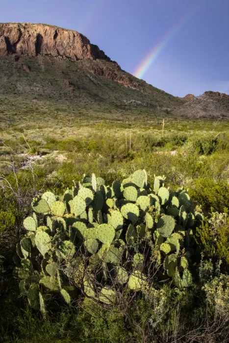 Framed Print : Chihuahuan Desert