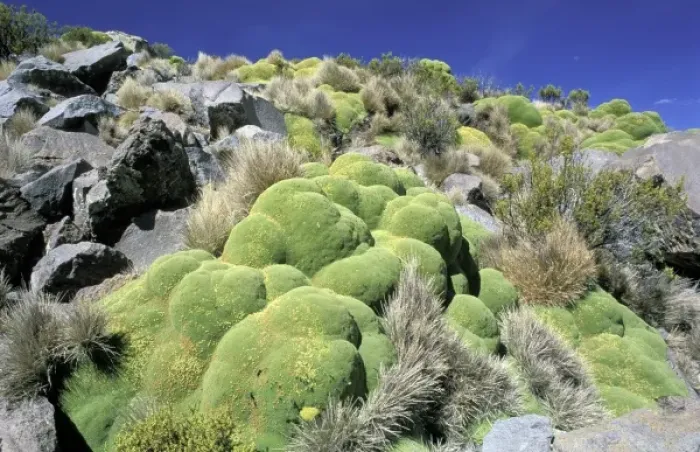 Framed Print : Chile, Altiplano, Lauca National Park. Llareta (Asorella compacta)