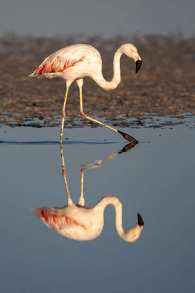 Chile, Atacama Desert, Salar de Atacama, Los Flamencos National Reserve, Chilean flamingo