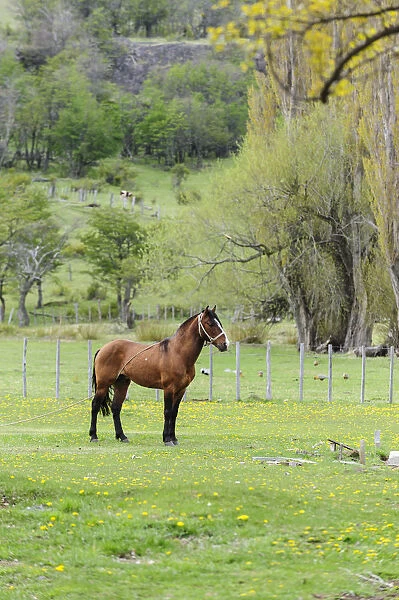 Chile, Aysen, Cerro Castillo. Horse in pasture