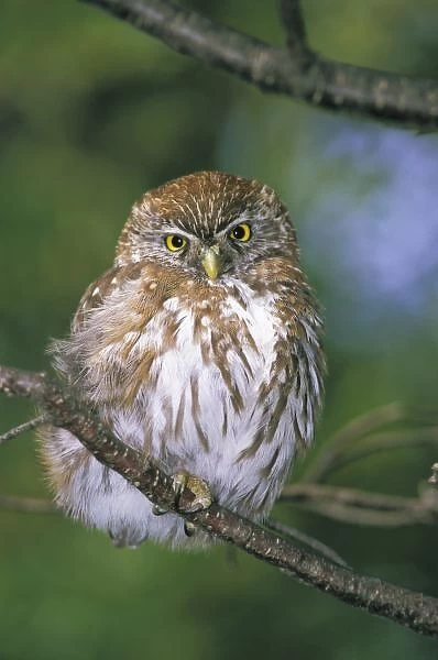 Chile, Aysen. Juvenile Autral Pygmy Owl (Glaucidium nanum)