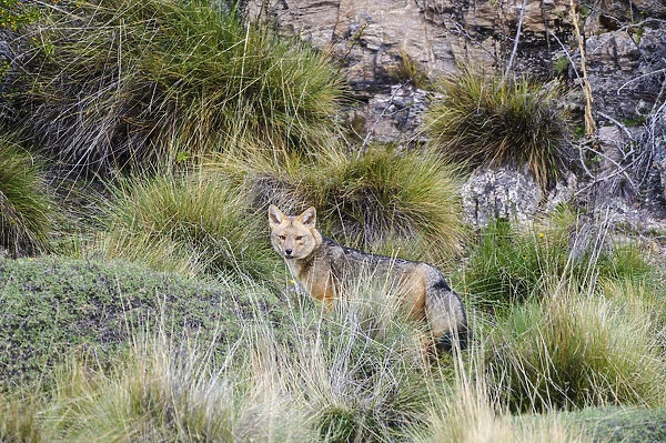 Chile, Aysen, Valle Chacabuco. Fuegian Fox (Lycalopex culpaeus) in Patagonia Park