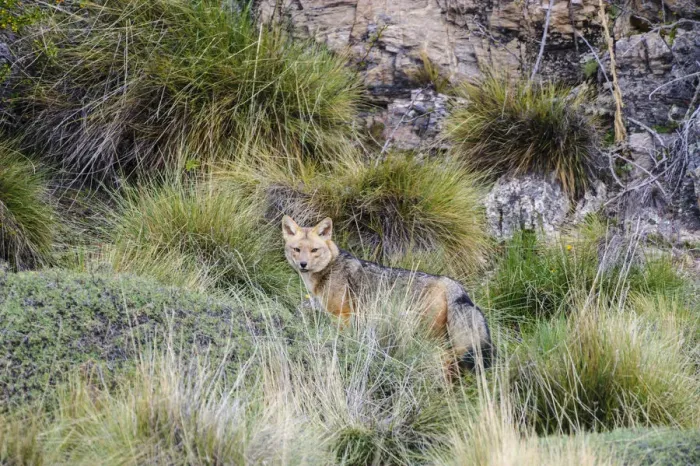 Framed Print : Chile, Aysen, Valle Chacabuco. Fuegian Fox (Lycalopex culpaeus) in Patagonia Park Framed Print : Chile, Aysen, Valle Chacabuco. Fuegian Fox (Lycalopex culpaeus) in Patagonia Park