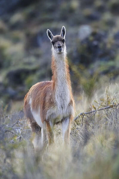 Chile, Aysen, Valle Chacabuco. Guanaco (Lama guanicoe) in Patagonia Park