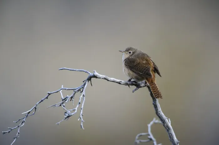 Framed Print : Chile, Aysen, Valle Chacabuco. House Wren (Troglodytes aedon) in Patagonia Park