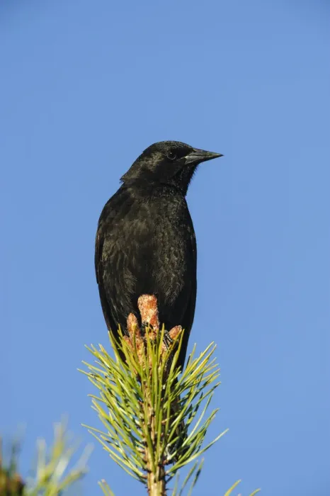 Framed Print : Chile, Aysen, Villa Frei. Austral Blackbird (Curaeus curaeus) Framed Print : Chile, Aysen, Villa Frei. Austral Blackbird (Curaeus curaeus)