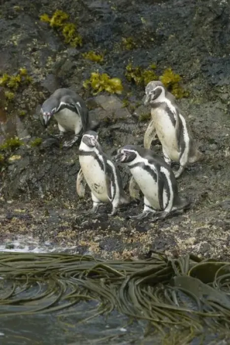 Framed Print : Chile, Chiloe Island, Humboldt Penguins, (Spheniscus humboldtii), endangered Framed Print : Chile, Chiloe Island, Humboldt Penguins, (Spheniscus humboldtii), endangered