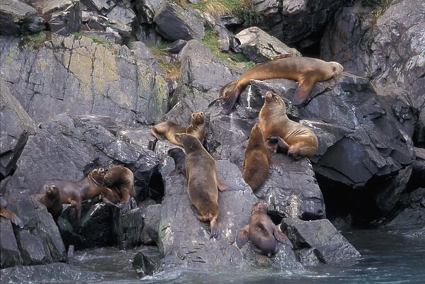 Chile, Magellanes. Sea lion colony at Parque Nacional Bernardo O Higgins