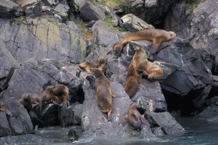 Framed Print : Chile, Magellanes. Sea lion colony at Parque Nacional Bernardo O Higgins Framed Print : Chile, Magellanes. Sea lion colony at Parque Nacional Bernardo O Higgins