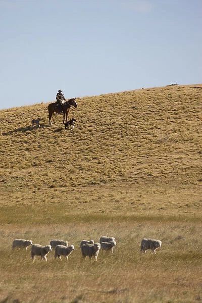 Chile, Patagonia. Horseback rider and a pair of sheep-herding dogs monitor a small group of sheep