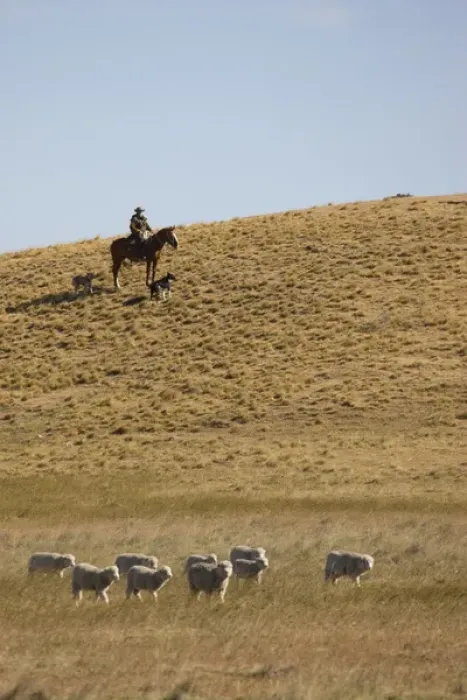 Framed Print : Chile, Patagonia. Horseback rider and a pair of sheep-herding dogs monitor a small group of sheep