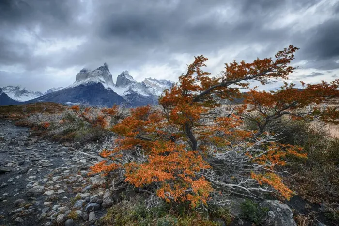 Framed Print : Chile, Patagonia, Torres del Paine National Park. Windswept tree with orange foliage